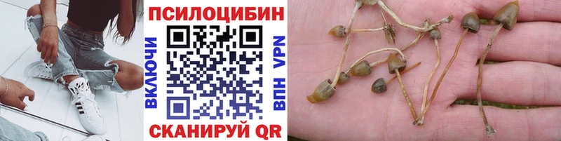 Купить  Бор  Галлюциногенные грибы Magic Shrooms 